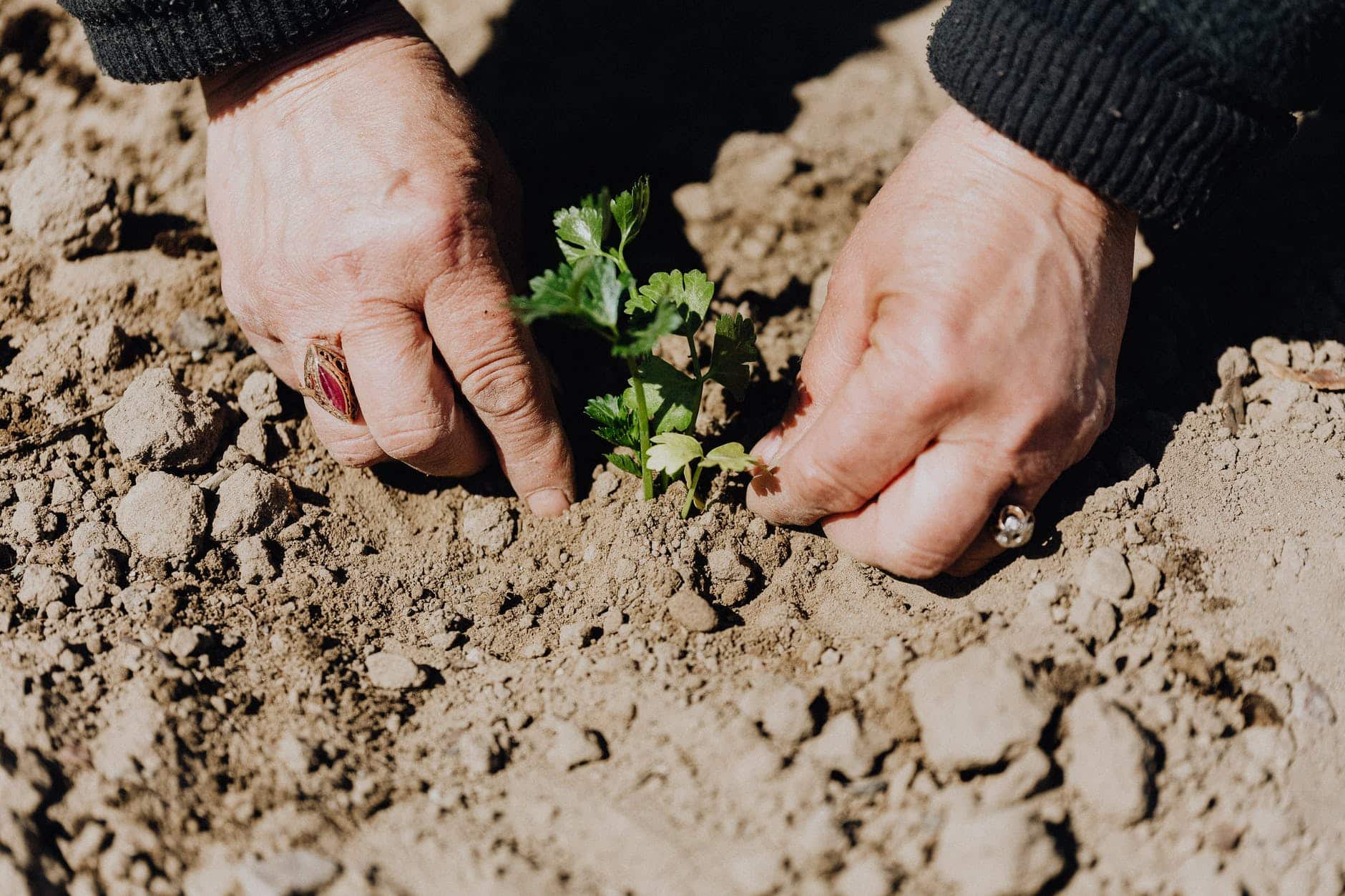crop photo of person planting seedling in garden soil