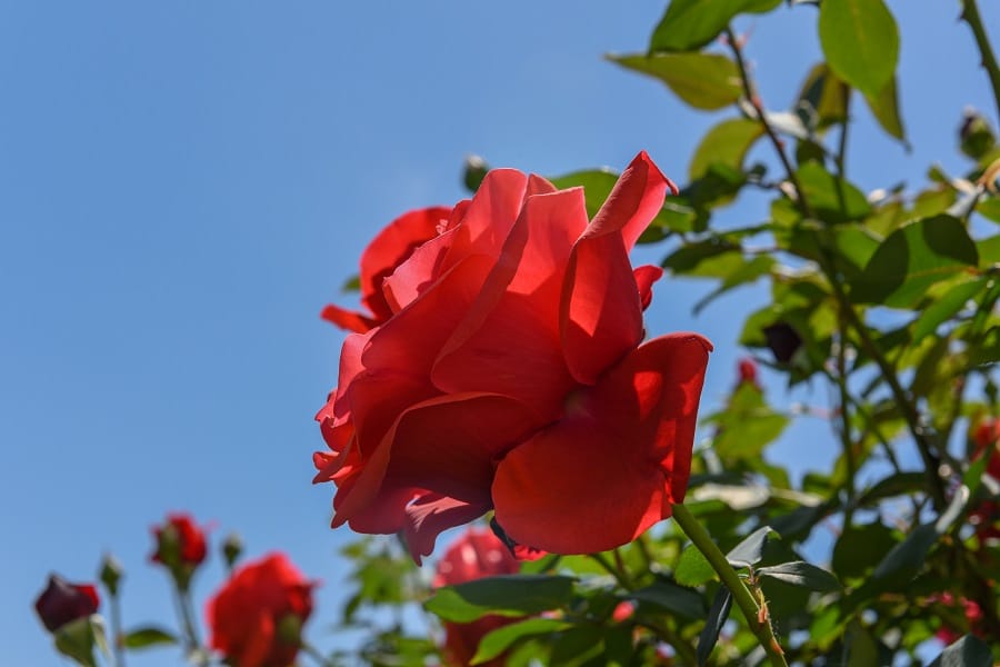 Pruning A Rose Bush