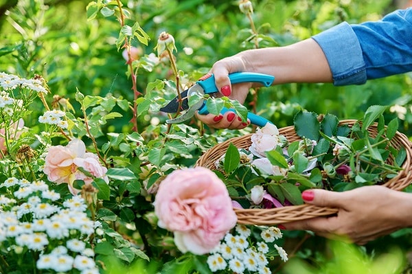 Pruning Your Rose Bush