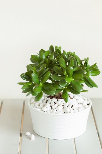 5 Succulents That You Can Forget About | GreenRipeGarden
