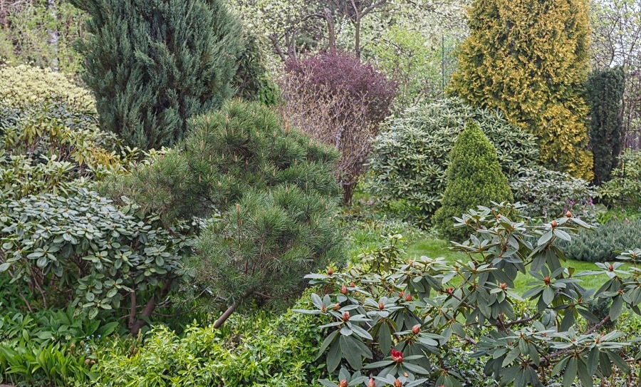 Plants That Create Privacy In Your Backyard