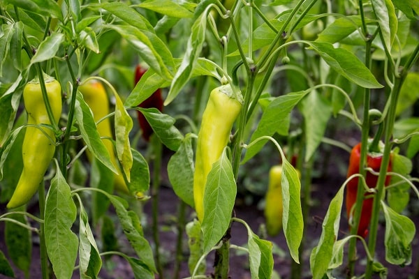 Grow Peppers
