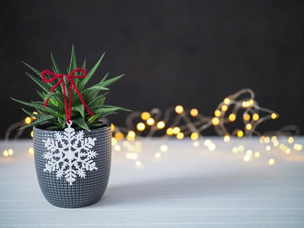 Christmas Plants
