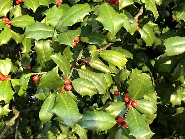 Holly Plants
