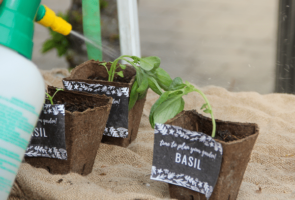 Tips For Growing Basil
