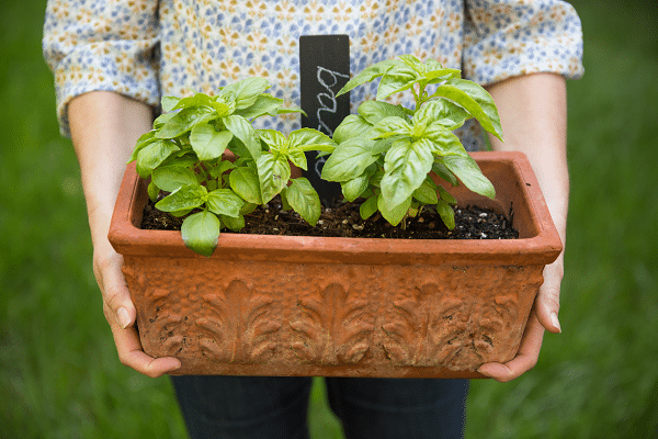 Tips For Growing Basil