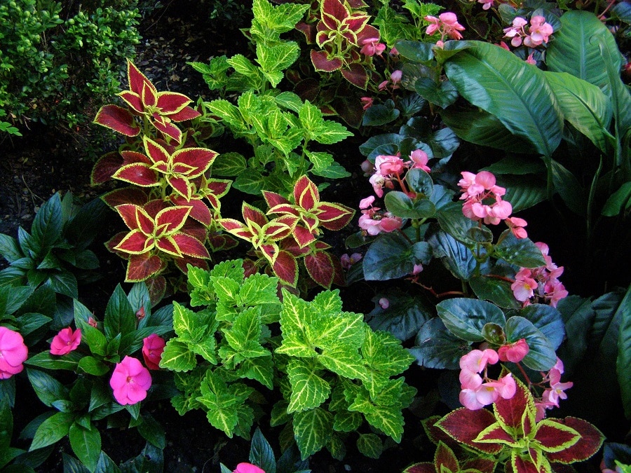 Common Diseases In Perennial Plants
