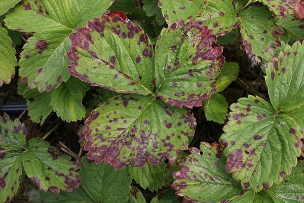 Common Diseases In Perennial Plants
