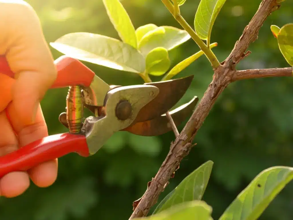 Simple Mistakes When Pruning Your Plants