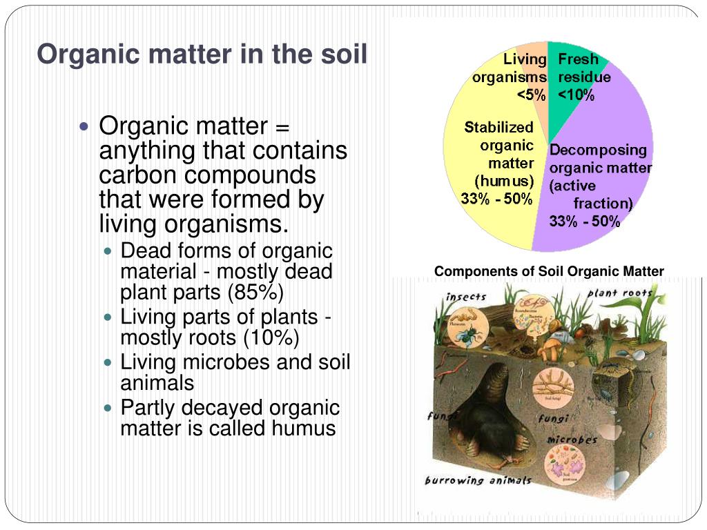 Soil Types For Water-Loving Plants