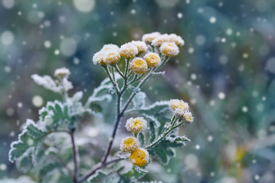 Understanding Plant Dormancy During Winter Months