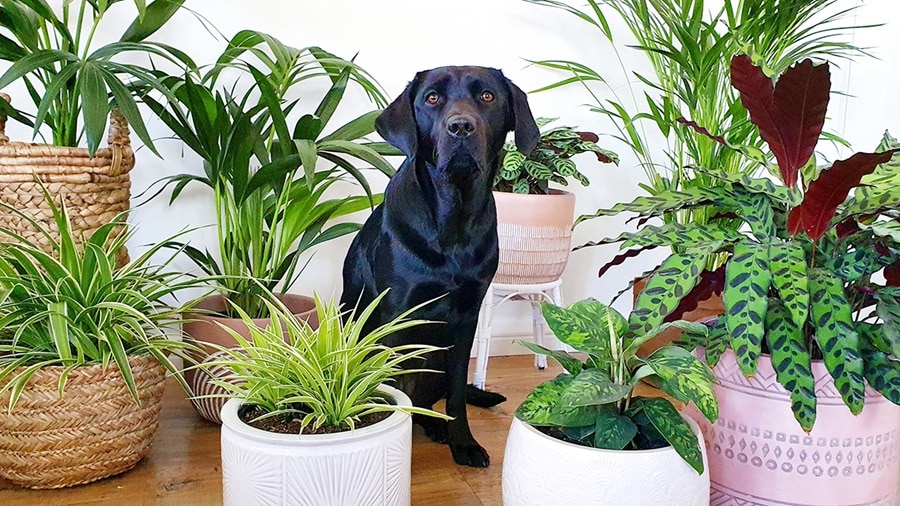 Are Your Flowers Poisoning Your Pets?