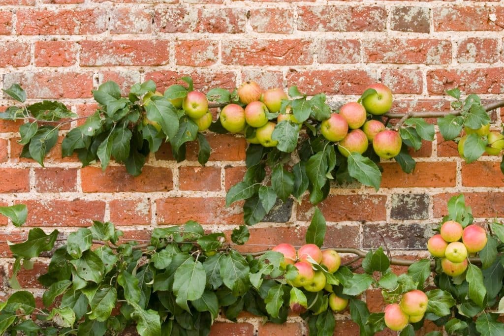 The Art Of Espalier: Training Fruit Trees Into Decorative Shapes