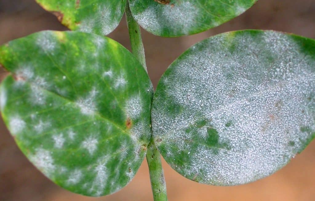Plant Diseases That Thrive In Winter