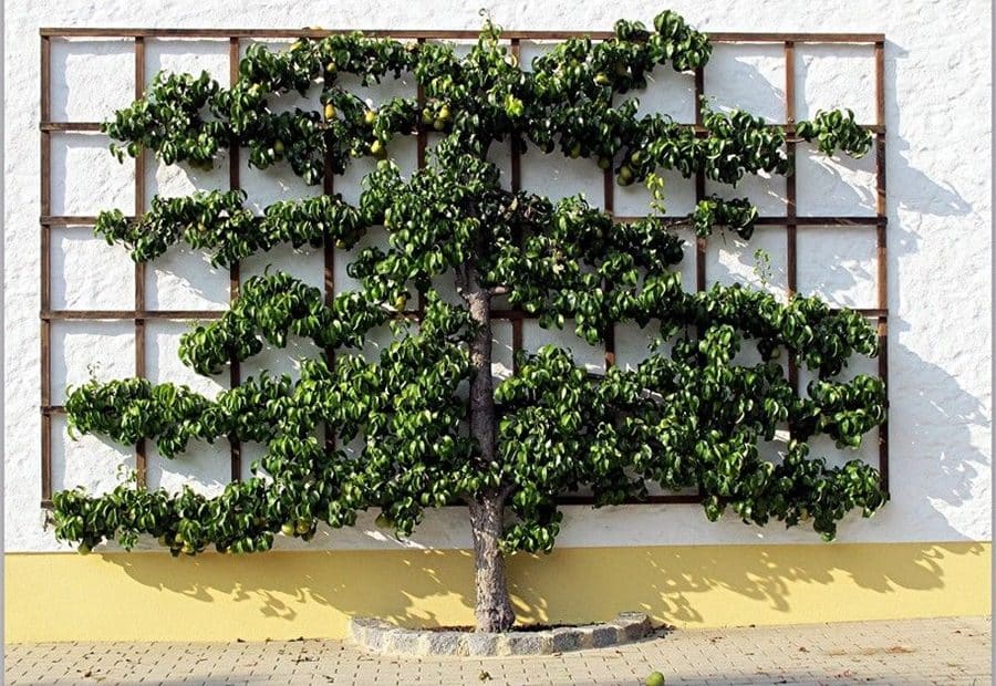 The Art Of Espalier: Training Fruit Trees Into Decorative Shapes