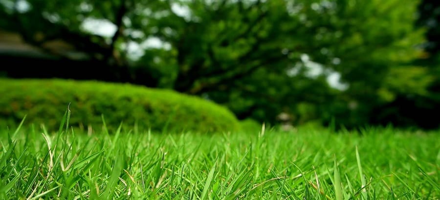 Shocking Secrets Your Lawn is Hiding