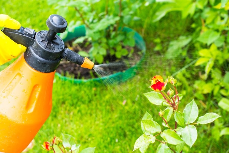 The Best Organic Pest Control Methods