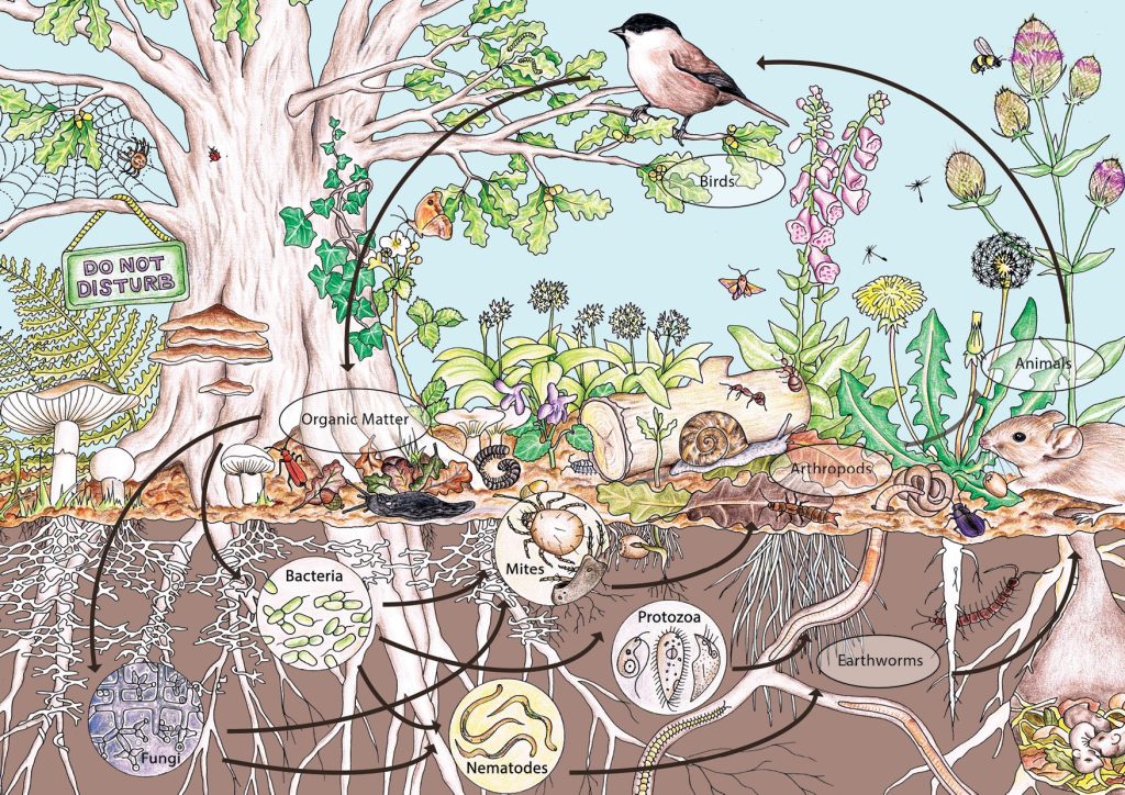 Why Permaculture Is The Future Of Home Gardening